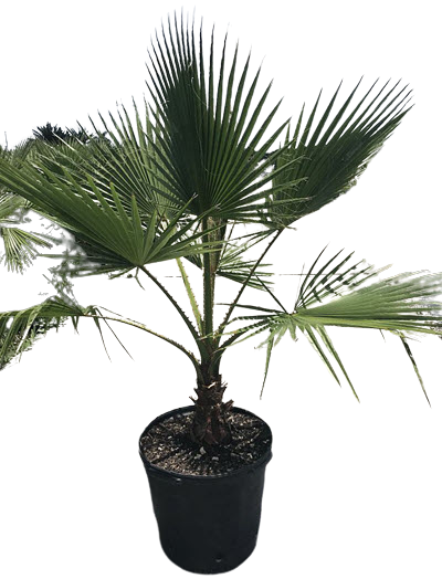 Washingtonia 